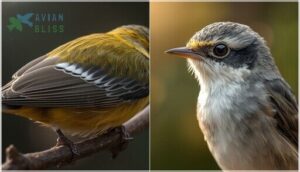 recognizing wing bars and eye rings recognizing wing bars and eye rings