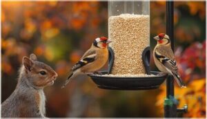 safflower seeds - squirrel-resistant option