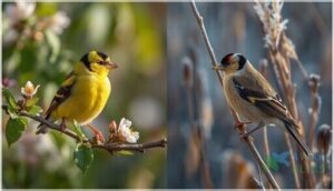 seasonal plumage changes