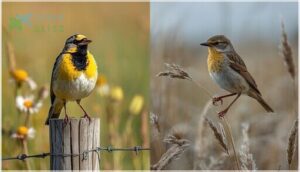 seasonal plumage differences