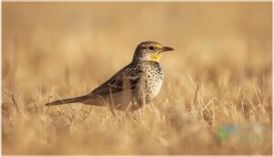 size, shape, and bill structure