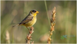 size, shape, and measurements