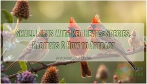 small birds with red head