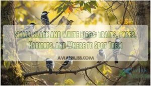 small black and white birds