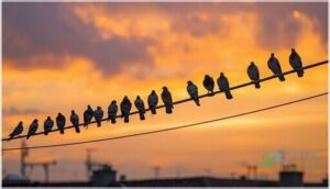 species like doves, pigeons, and swallows