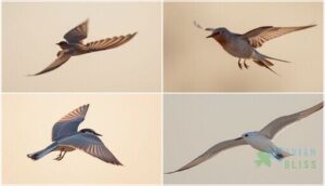 tail shape and length tail shape and length