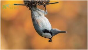 tufted titmouse