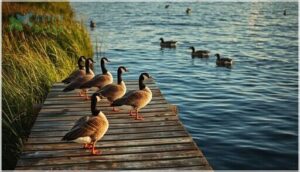 understanding why geese are attracted to docks