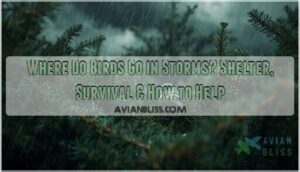 where do birds go in storms where do birds go in storms