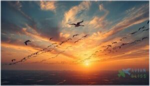 which bird species use v formation and why