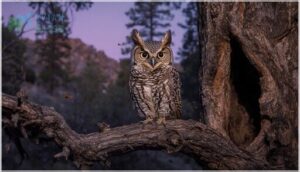 whiskered screech-owl
