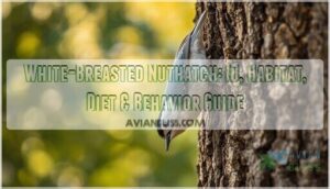 white breasted nuthatch