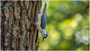 white-breasted nuthatch