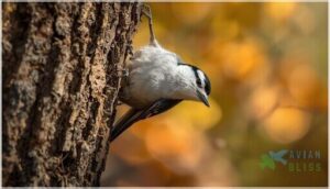 white-breasted nuthatch recognition
