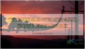 why do birds sit on power lines