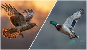 wing and tail characteristics