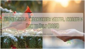 are cardinals endangered