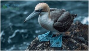 beak and foot characteristics beak and foot characteristics