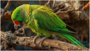 beak and nail care for feather protection