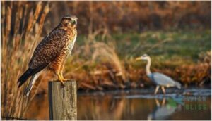 birds of prey and waterbirds seen in yards birds of prey and waterbirds seen in yards