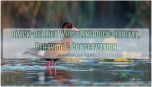 black bellied whistling duck black bellied whistling duck