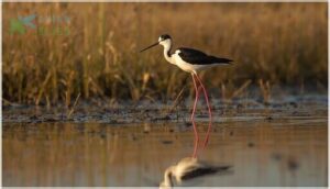 black-necked stilt black-necked stilt