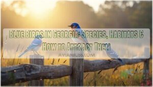 blue birds in georgia blue birds in georgia