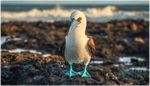 blue-footed booby blue-footed booby