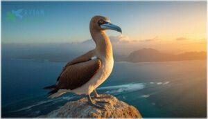 brown booby brown booby