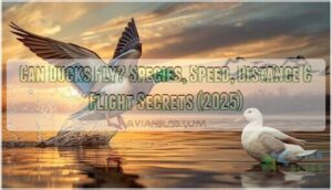 can ducks fly can ducks fly