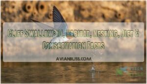 cliff swallow cliff swallow