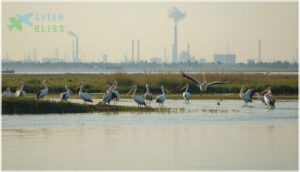 conservation status and key threats