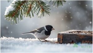 dark-eyed junco dark-eyed junco