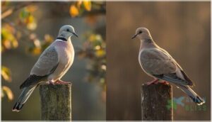 differences from similar dove species differences from similar dove species