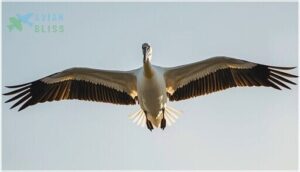 distinctive white-and-black plumage