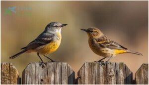 distinguishing similar species in your yard distinguishing similar species in your yard