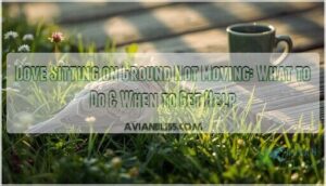 dove sitting on ground not moving dove sitting on ground not moving