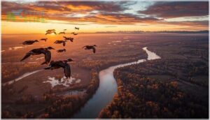 duck migration patterns duck migration patterns