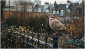 eurasian collared dove eurasian collared dove