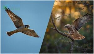 falcon and accipiter characteristics