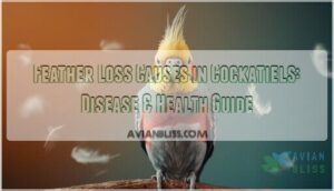 feather loss causes cockatiel disease feather loss causes cockatiel disease