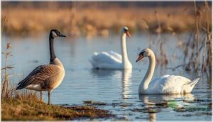 geese and swans (canada geese, tundra swans, mute swans) geese and swans (canada geese, tundra swans, mute swans)