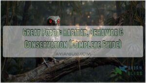 great potoo great potoo