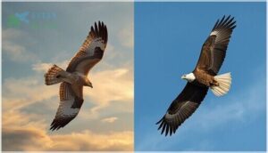 hawk and eagle identification
