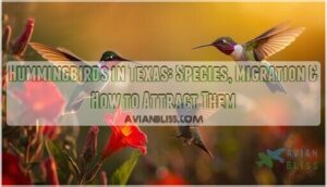 hummingbirds in texas hummingbirds in texas