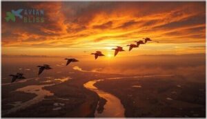 migratory ducks migratory ducks