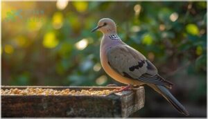 mourning dove mourning dove