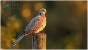 physical description and size physical description and size