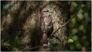 plumage and camouflage plumage and camouflage