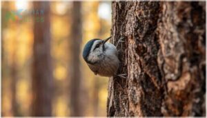 pygmy nuthatch pygmy nuthatch